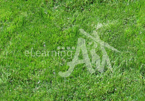 Grass Texture Repeating
